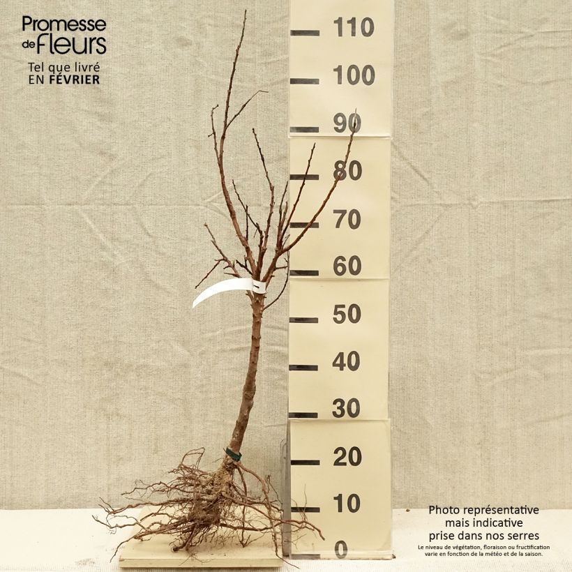 Exemplaar van Abrikozenboom Rouge du Roussillon BIO Naakte wortel, Onderstam zoals geleverd in de winter