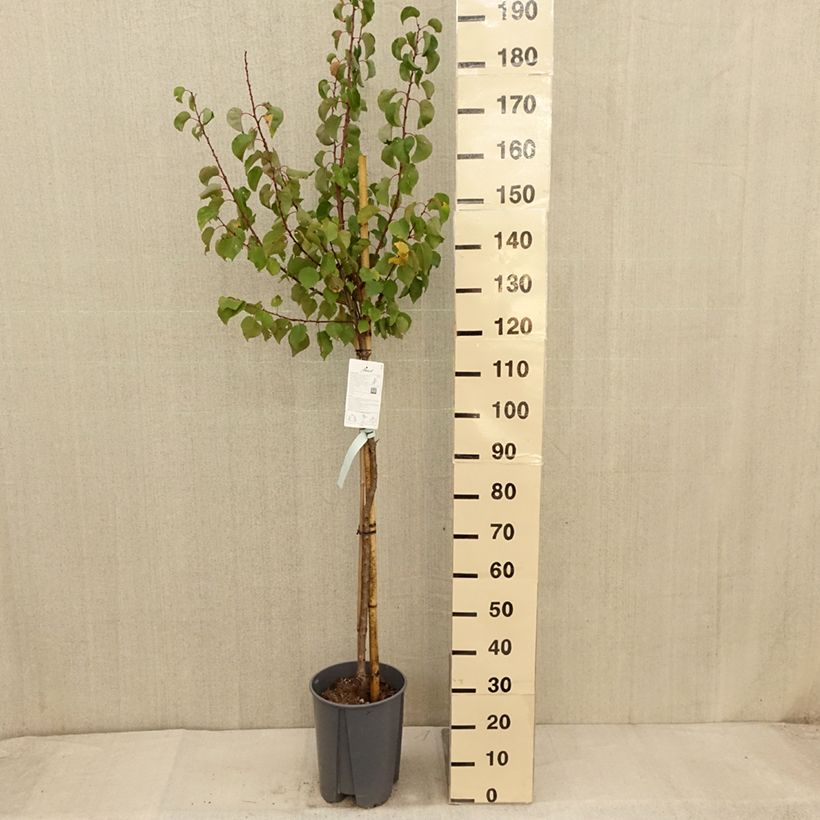 Exemplaar van Abrikozenboom Rouge du Roussillon Pot van 7,5 l/10 l, Half-hoge stam zoals geleverd in de herfst