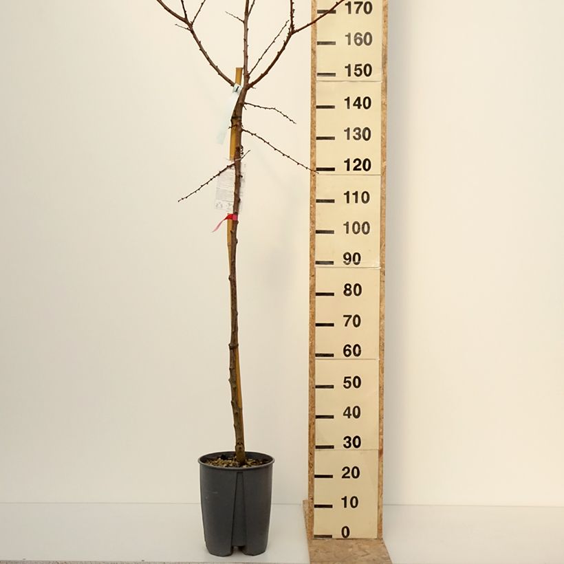 Exemplaar van Abrikozenboom Rouge du Roussillon Pot van 70 l/75 l, Stengel zoals geleverd in de winter