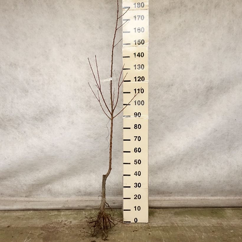 Exemplaar van Abrikozenboom Rouge du Roussillon Naakte wortel, Onderstam zoals geleverd in de herfst