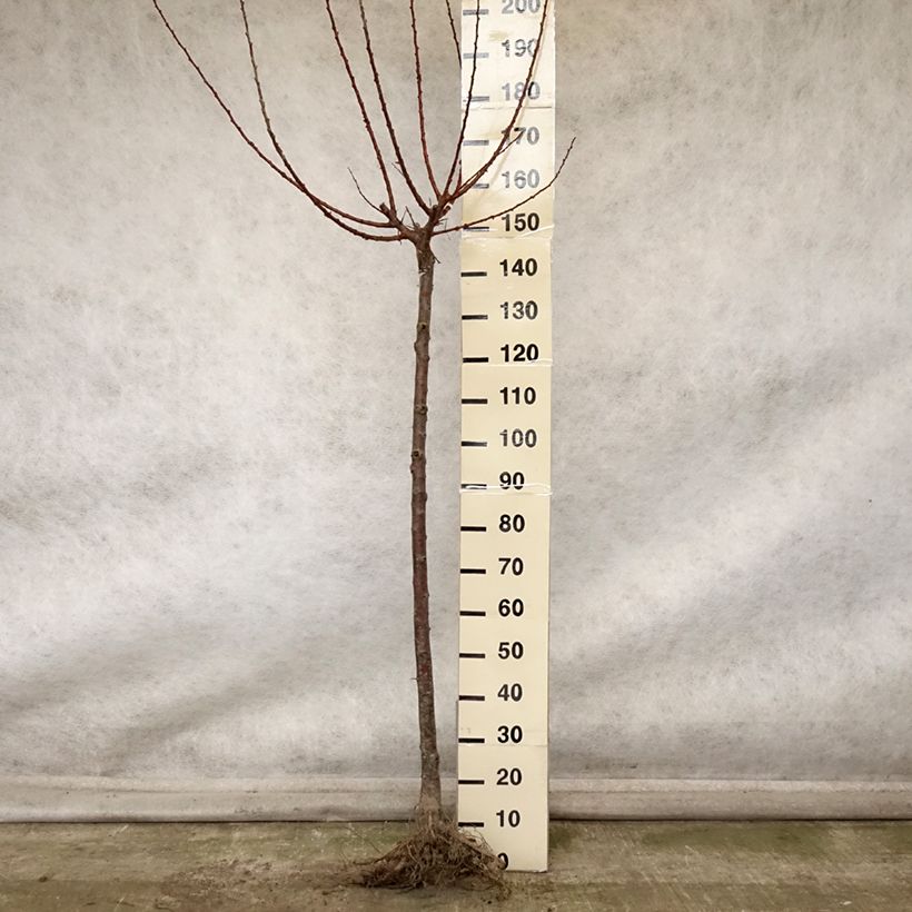 Exemplaar van Abrikozenboom Delmast Georges Delbard Naakte wortel, Half-hoge stam zoals geleverd in de herfst