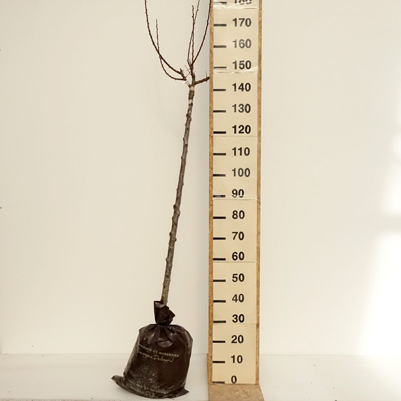 Exemplaar van Abrikozenboom Delmast Georges Delbard Plantklare kluit, Half-hoge stam zoals geleverd in de lente
