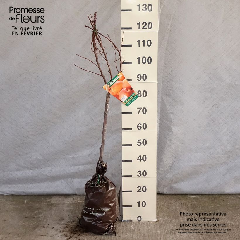 Exemplaar van Abrikozenboom Delmast Georges Delbard Plantklare kluit, Kelkvormig zoals geleverd in de winter