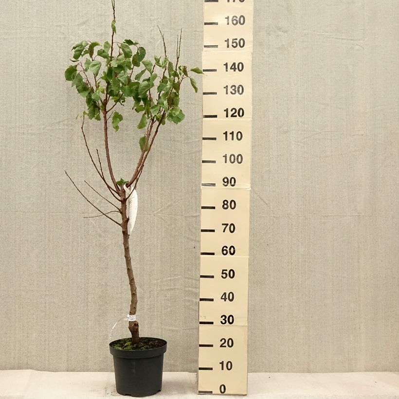 Exemplaar van Abricotier Royal Pot de 7,5L/10L, Gobelet zoals geleverd in de herfst