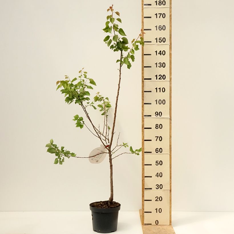 Exemplaar van Abrikozenboom Royal Pot van 7,5 l/10 l, Kelkvormig zoals geleverd in de lente