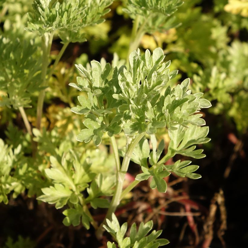 Absintalsem BIO - Artemisia absinthium (Blad)