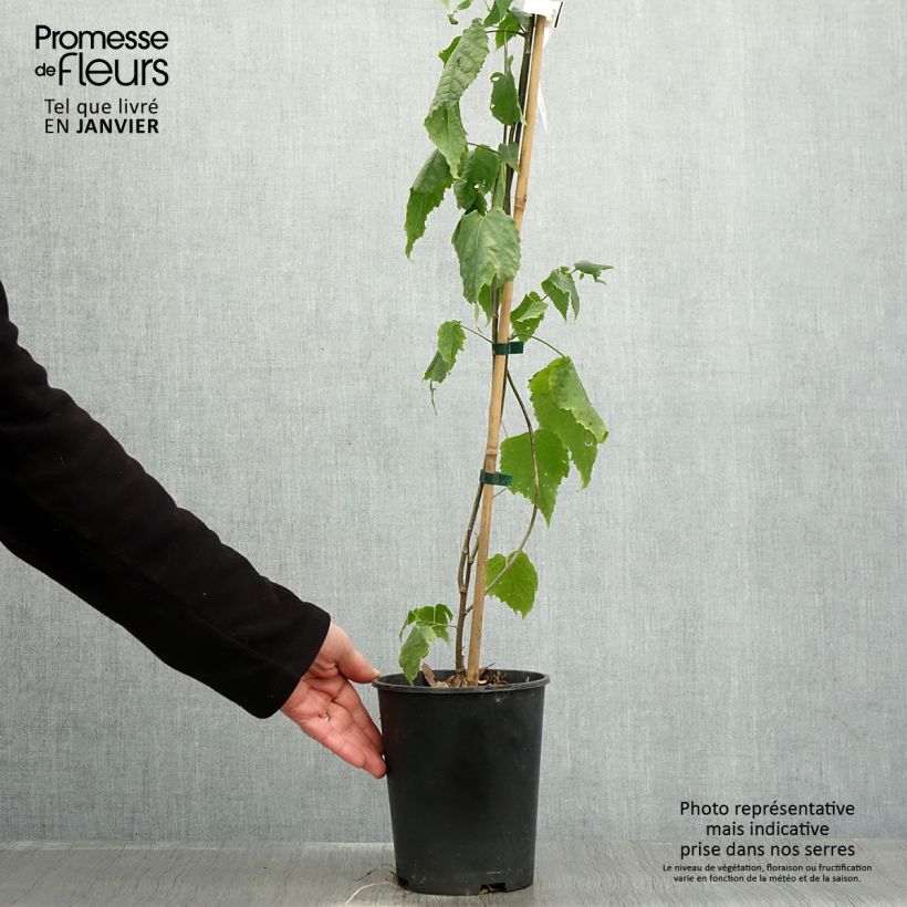 Example of Abutilon megapotamicum - Abutilon du grand fleuve Pot van 3 l/4 l as you get in hiver