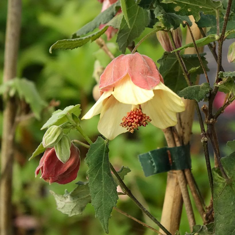 Abutilon megapotamicum Ines - Belgische vlag (Bloei)