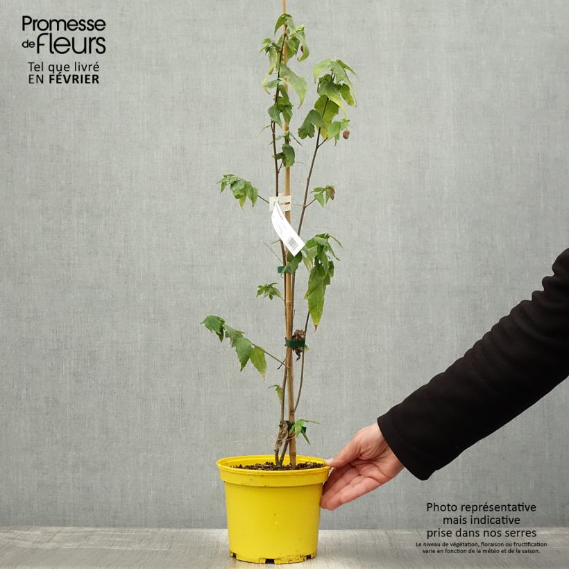 Example of Abutilon megapotamicum Ines Pot van 3 l/4 l as you get in hiver