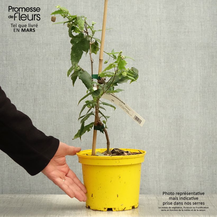 Exemplaar van Abutilon megapotamicum Ines - Belgische vlag Pot van 3 l/4 l zoals geleverd in de lente