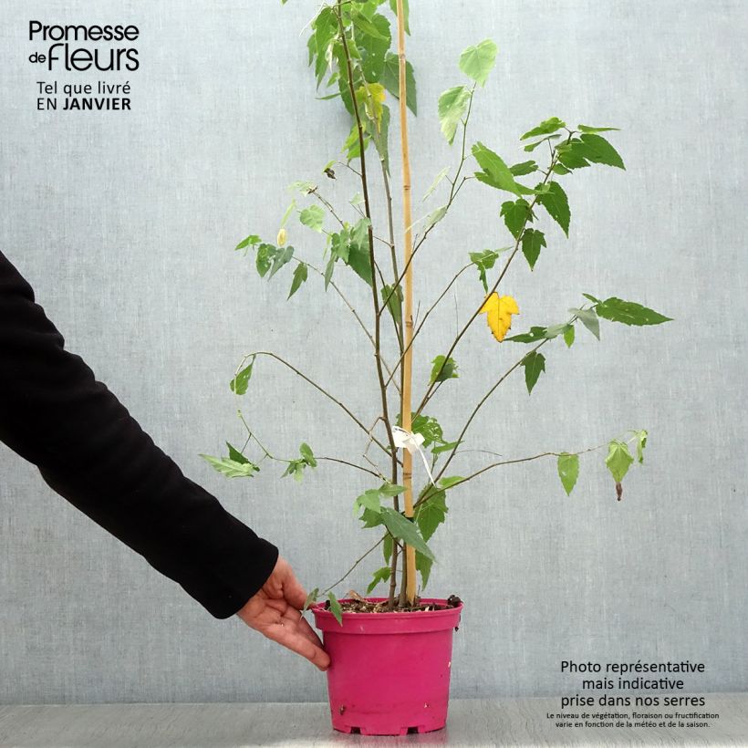 Example of Abutilon Pink Charm - Belgische vlag Pot van 3 l/4 l as you get in hiver