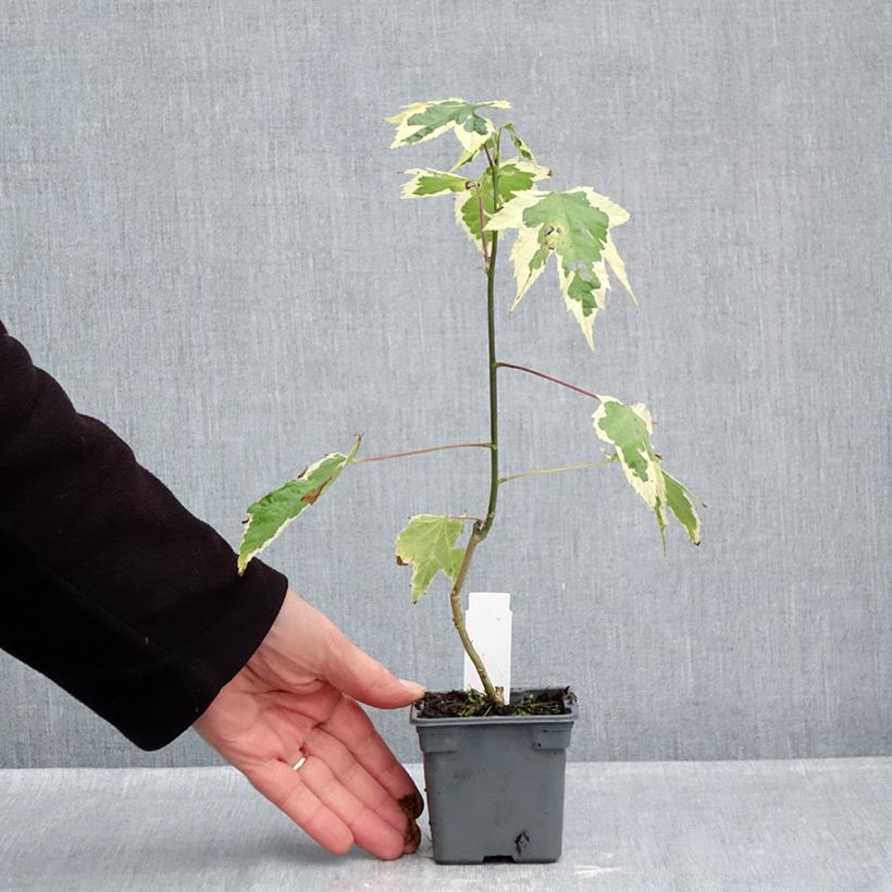 Exemplaar van Abutilon Souvenir de Bonn - Chinese lantaarn Kweekpotje van 8/9 cm zoals geleverd in de herfst