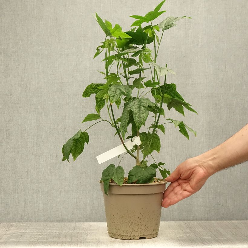 Exemplaar van Abutilon striatum Redvein - Chinese lantaarn Pot van 3 l/4 l zoals geleverd in de zomer