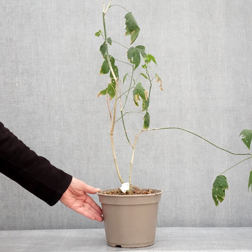 Example of Abutilon striatum Redvein - Chinese lantaarn Pot van 3 l/4 l as you get in hiver