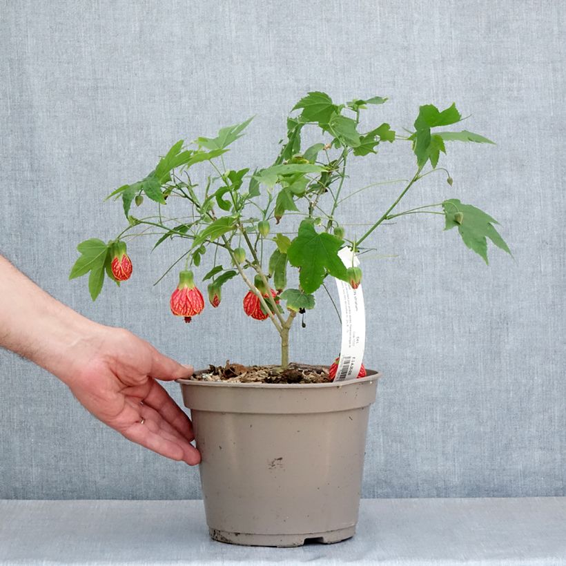 Exemplaar van Abutilon striatum Redvein - Chinese lantaarn Pot van 3 l/4 l zoals geleverd in de lente