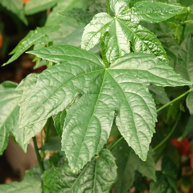 Abutilon striatum Redvein - Chinese lantaarn (Blad)