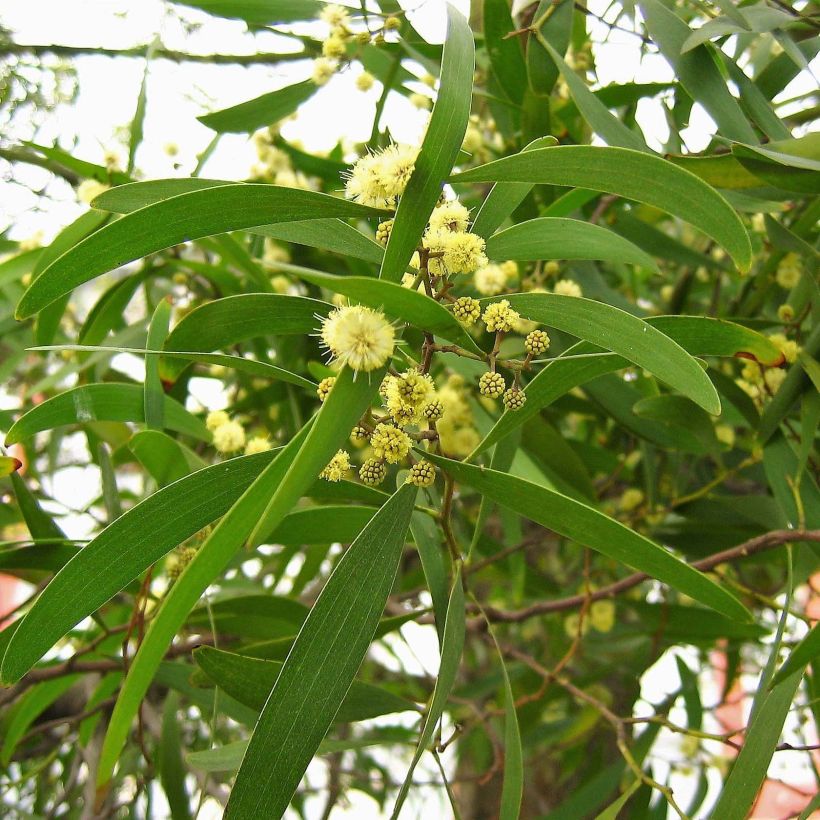 Acacia melanoxylon - Mimosa (Blad)