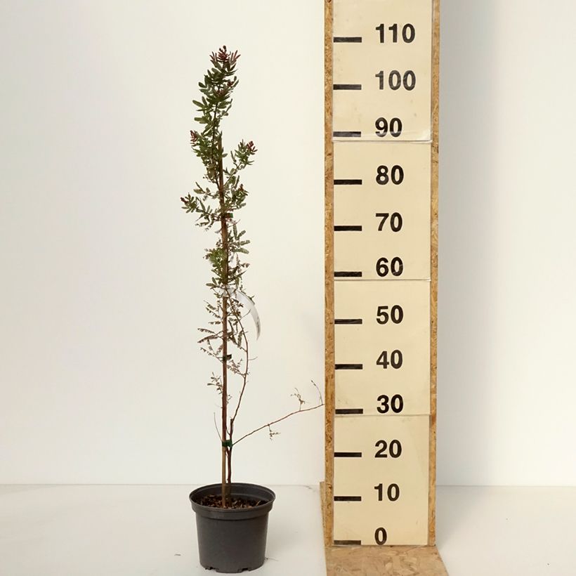 Exemplaar van Acacia baileyana Purpurea - Mimosa Pot van 3 l/4 l zoals geleverd in de lente