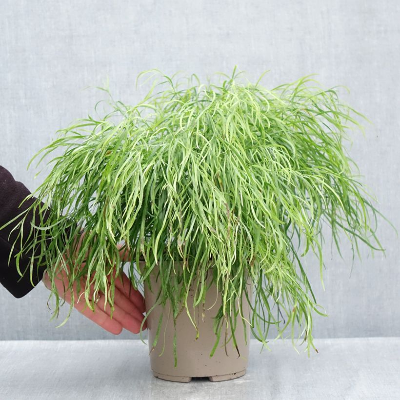 Exemplaar van Acacia cognata Limelight - Mimosa Pot van 3 l/4 l zoals geleverd in de herfst