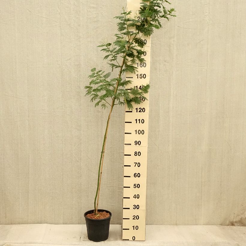 Exemplaar van Acacia dealbata Gaulois Astier - Mimosa Pot van 7,5 l/10 l, Kroonhoogte zoals geleverd in de herfst