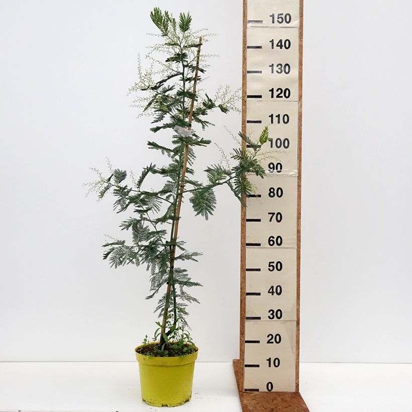 Example of Acacia dealbata Gaulois Astier - Mimosa Pot van 7,5 l/10 l as you get in hiver