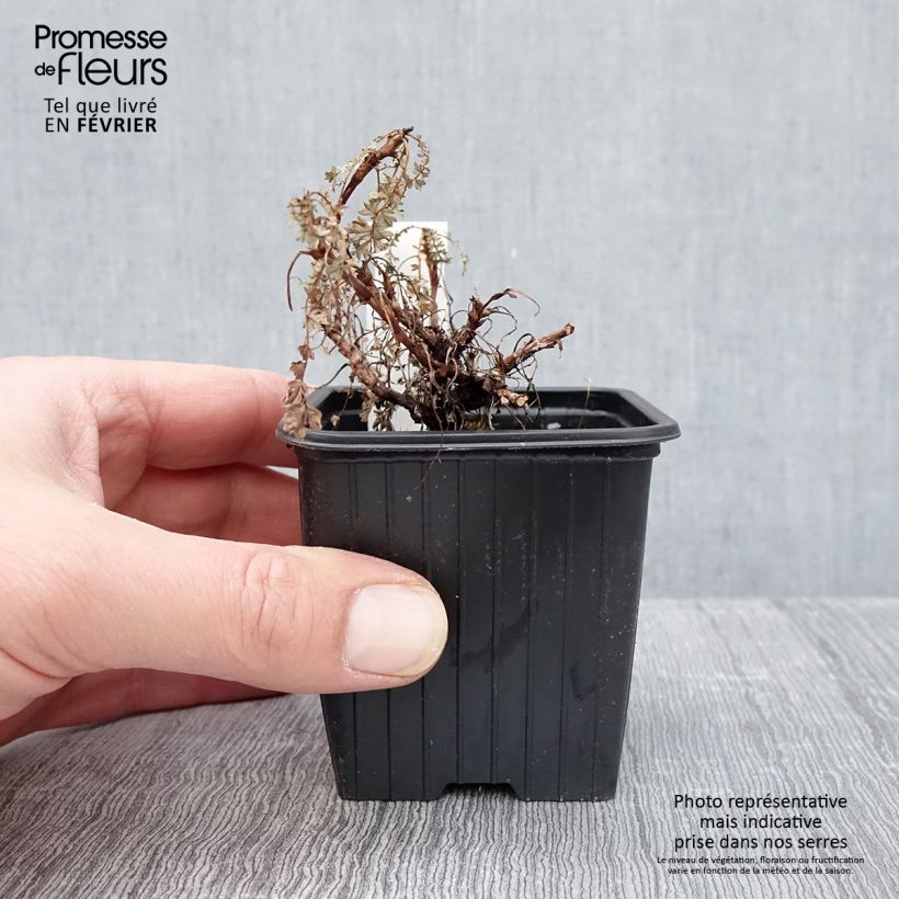 Example of Acaena saccaticupula Blue Haze - Stekelnootje Kweekpotje van 8/9 cm as you get in hiver