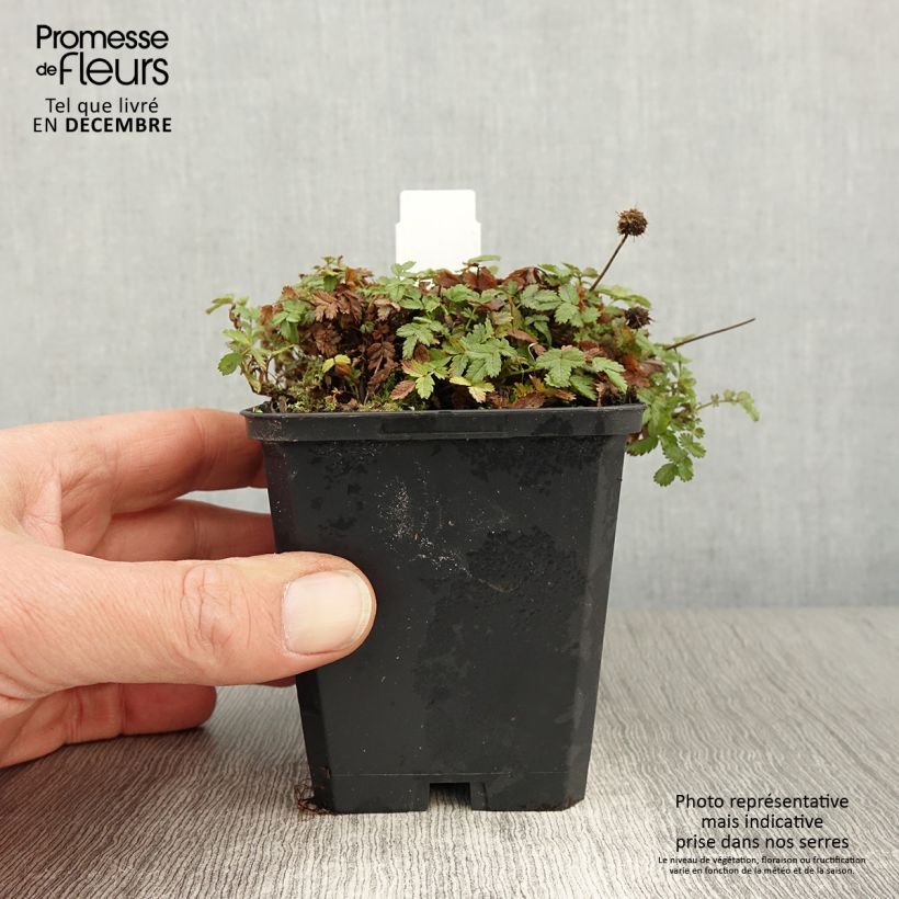 Exemplaar van Acaena magellanica - Stekelnootje Kweekpotje van 8/9 cm zoals geleverd in de herfst