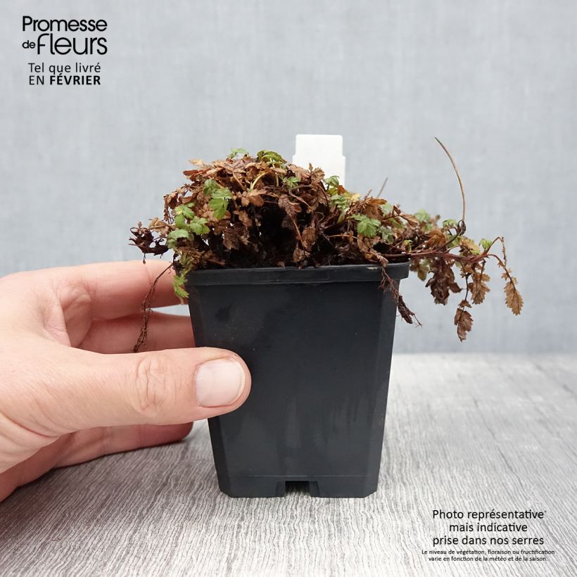 Example of Acaena magellanica - Stekelnootje Kweekpotje van 8/9 cm as you get in hiver