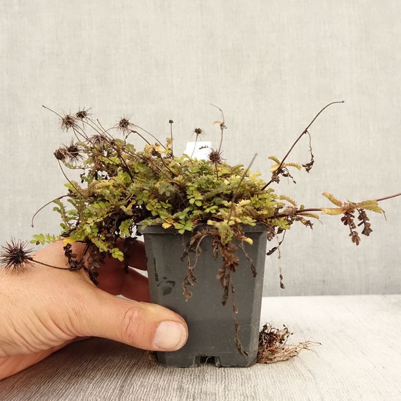 Exemplaar van Acaena microphylla - Stekelnootje Kweekpotje van 8/9 cm zoals geleverd in de herfst