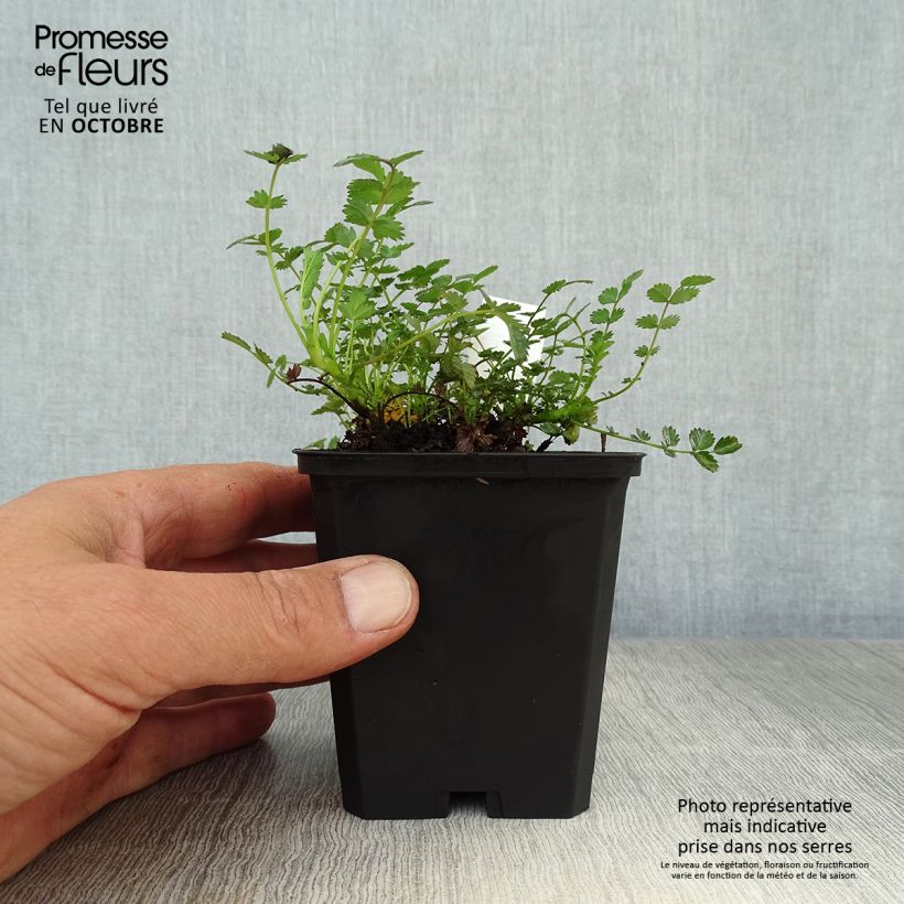Exemplaar van Acaena microphylla Kupferteppich - Stekelnootje Kweekpotje van 8/9 cm zoals geleverd in de herfst
