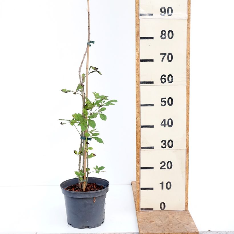 Example of Acanthopanax henryi - Eleutherococcus Pot van 4 l/5 l as you get in automne