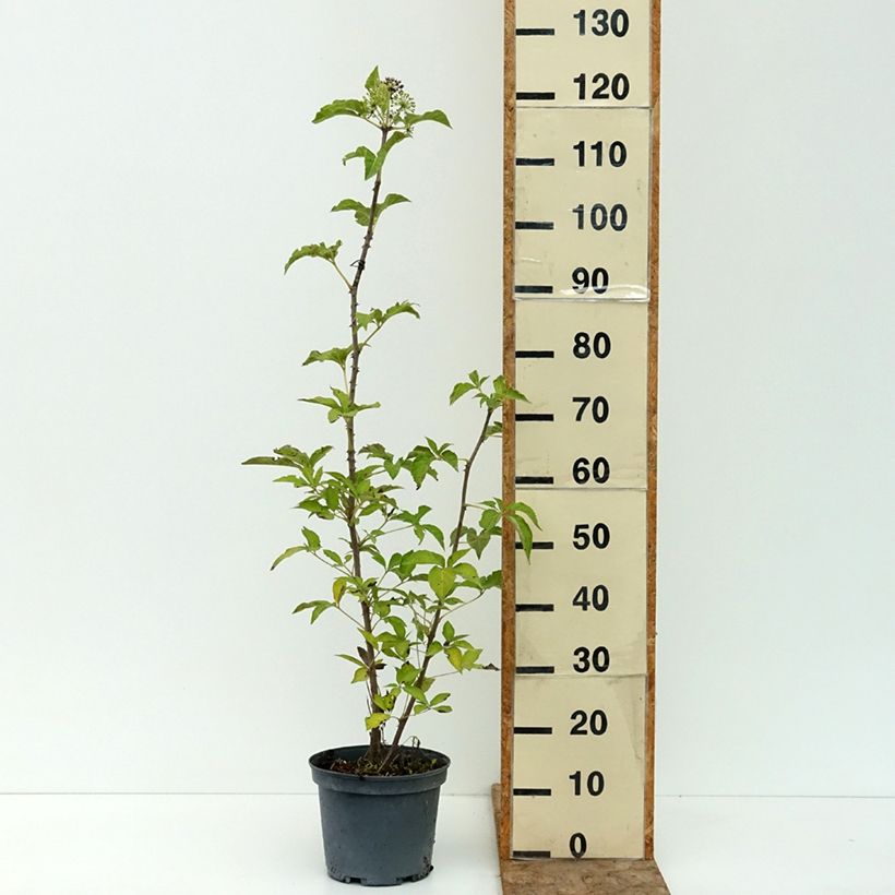 Exemplaar van Acanthopanax henryi Nana - Siberische ginseng Pot van 3 l/4 l zoals geleverd in de zomer