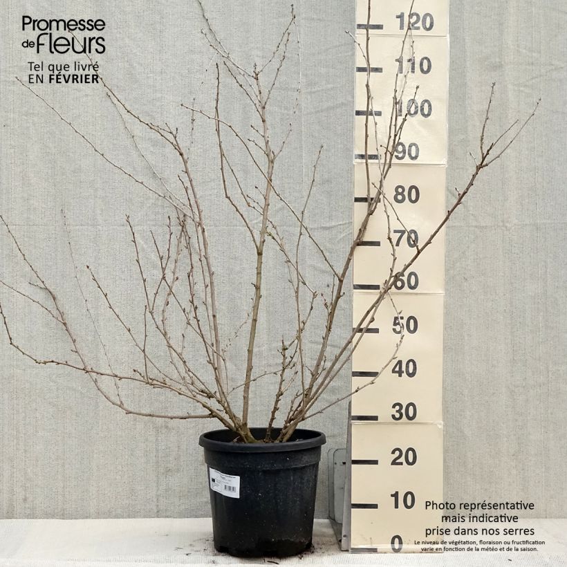 Example of Acanthopanax sieboldii Variegatus - Eleutherococcus Pot van 12 l/15 l as you get in hiver