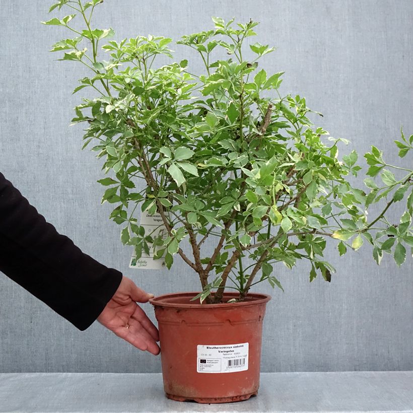 Example of Acanthopanax sieboldii Variegatus - Eleutherococcus Pot van 4 l/5 l as you get in automne