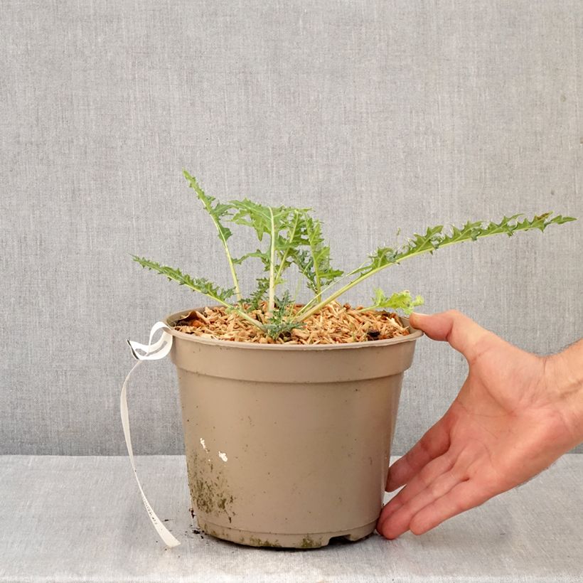 Exemplaar van Acanthus hirsutus subsp. syriacus - Hongaarse berenklauw Pot van 4 l/5 l zoals geleverd in de herfst