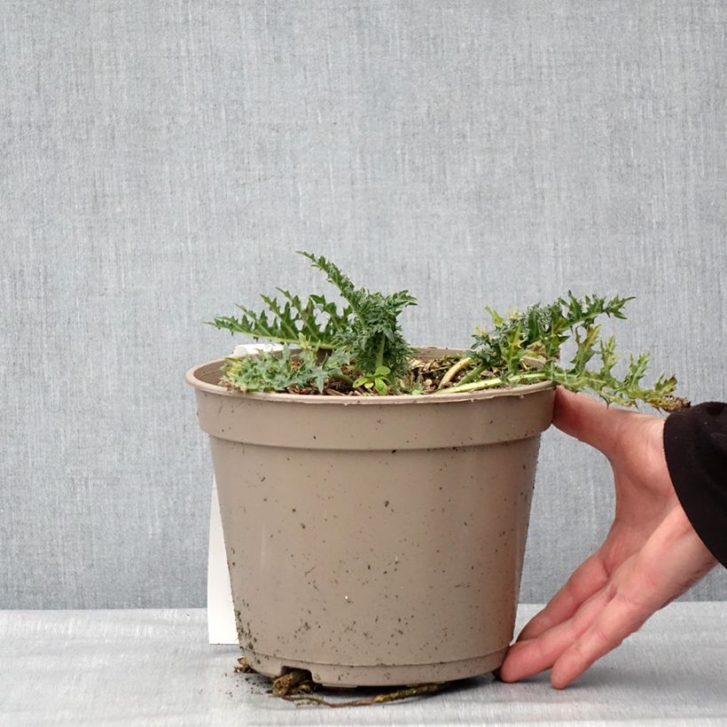 Example of Acanthus hirsutus subsp. syriacus - Acanthe Pot van 4 l/5 l as you get in hiver