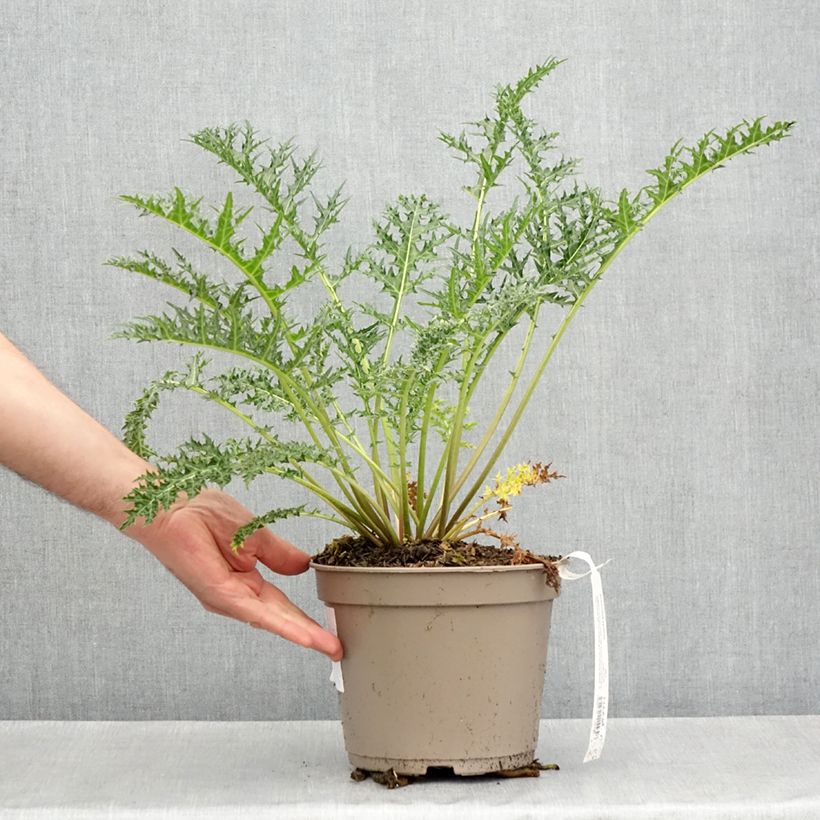 Exemplaar van Acanthus hirsutus subsp. syriacus - Hongaarse berenklauw Pot van 4 l/5 l zoals geleverd in de lente