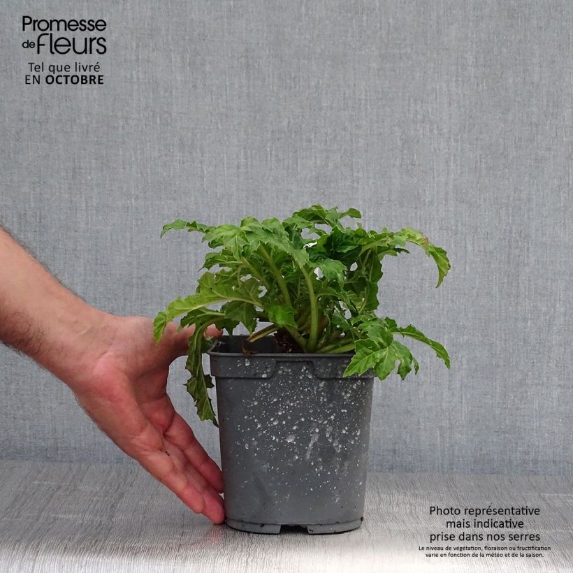 Exemplaar van Acanthus mollis - Berenklauw Pot van 2 l/3 l zoals geleverd in de herfst