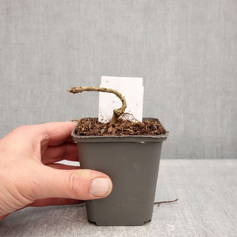 Example of Acanthus sennii Kweekpotje van 8/9 cm as you get in hiver