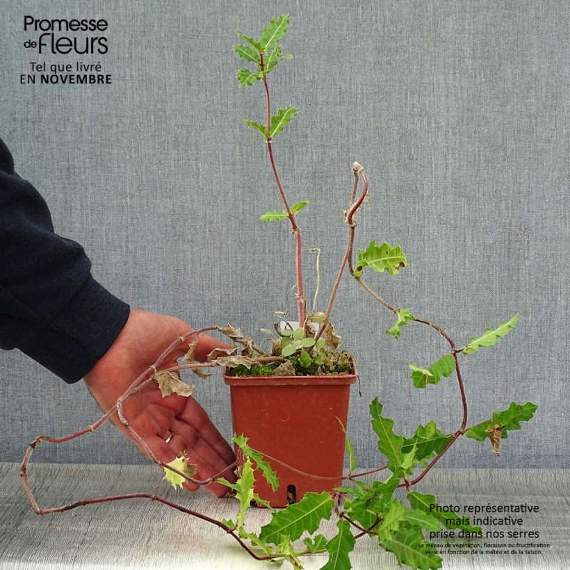 Exemplaar van Acanthus sennii - Acanthe Pot de 1L/1,5L zoals geleverd in de herfst