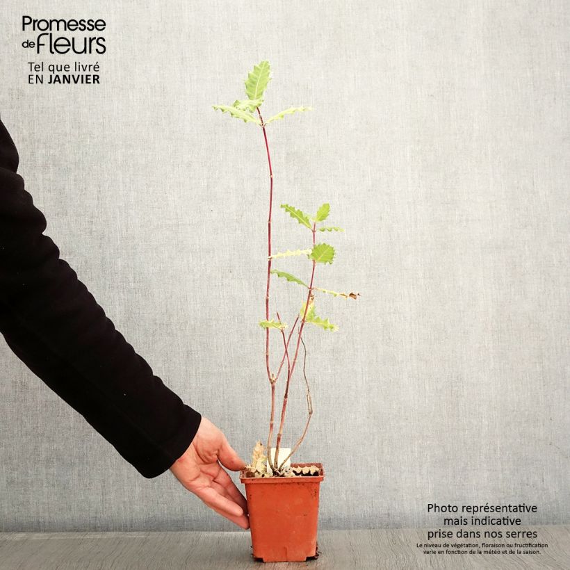 Example of Acanthus sennii Pot van 1 l/1,5 l as you get in hiver