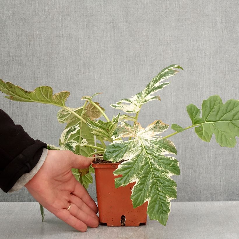 Exemplaar van Acanthus mollis Whitewater - Berenklauw Pot van 1 l/1,5 l zoals geleverd in de lente