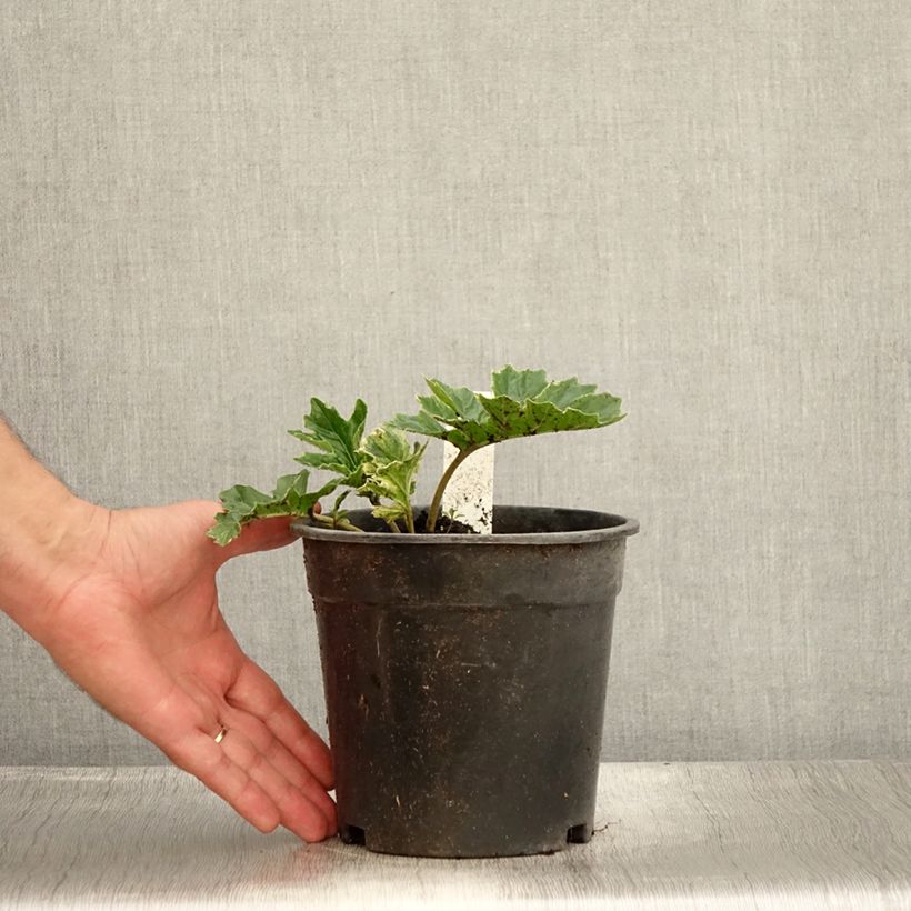 Exemplaar van Acanthus mollis Whitewater - Berenklauw Pot van 2 l/3 l zoals geleverd in de zomer