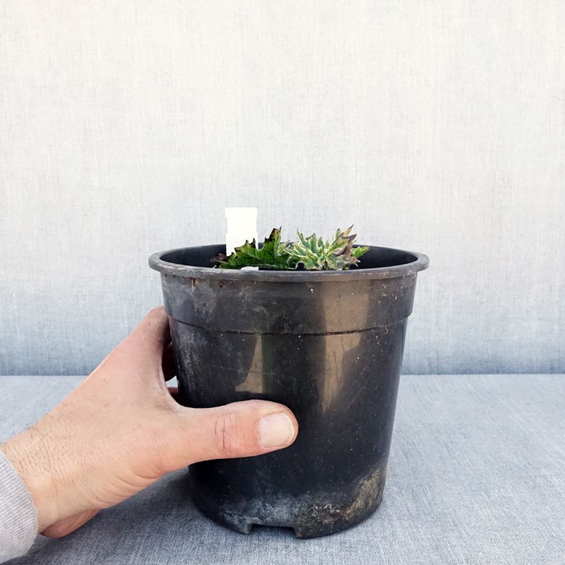 Exemplaar van Acanthus mollis Whitewater - Berenklauw Pot van 2 l/3 l zoals geleverd in de lente