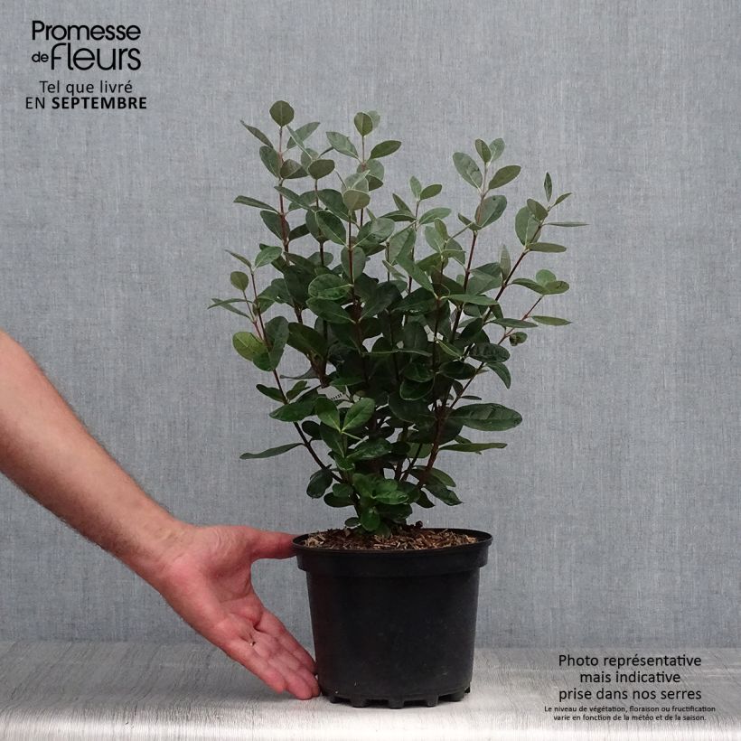 Exemplaar van Ananasguave - Acca sellowiana Pot van 2 l/3 l zoals geleverd in de herfst
