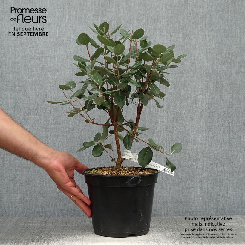 Exemplaar van Ananasguave - Acca sellowiana Pot van 4 l/5 l zoals geleverd in de herfst