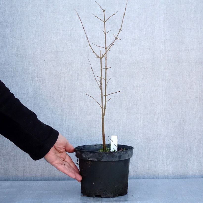 Example of Acer buergerianum - Drietandesdoorn Pot van 2 l/3 l as you get in hiver