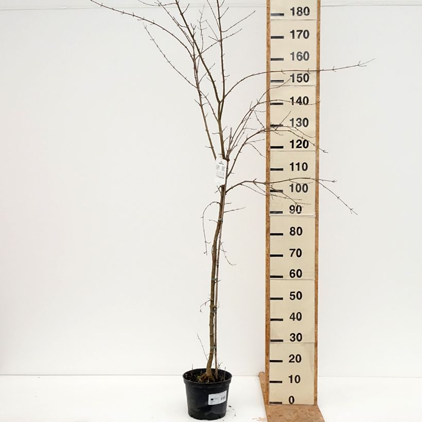 Exemplaar van Acer buergerianum - Drietandesdoorn Pot van 4 l/5 l zoals geleverd in de herfst