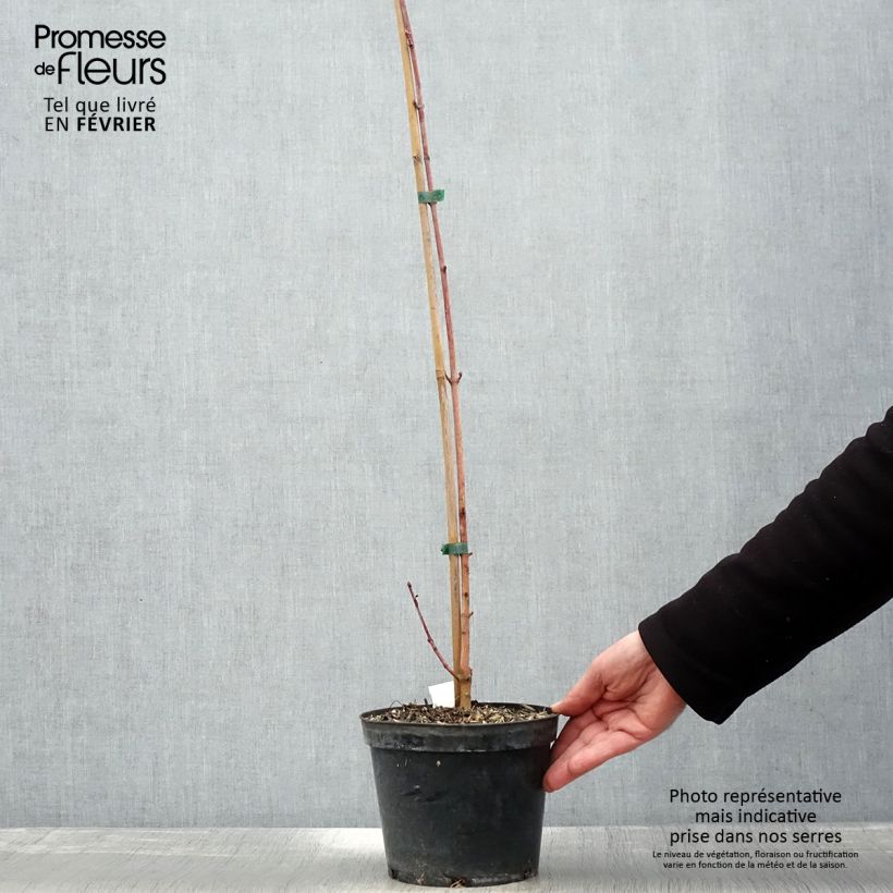 Example of Acer cappadocicum Rubrum - Érable de Colchide rouge Pot van 3 l/4 l as you get in hiver