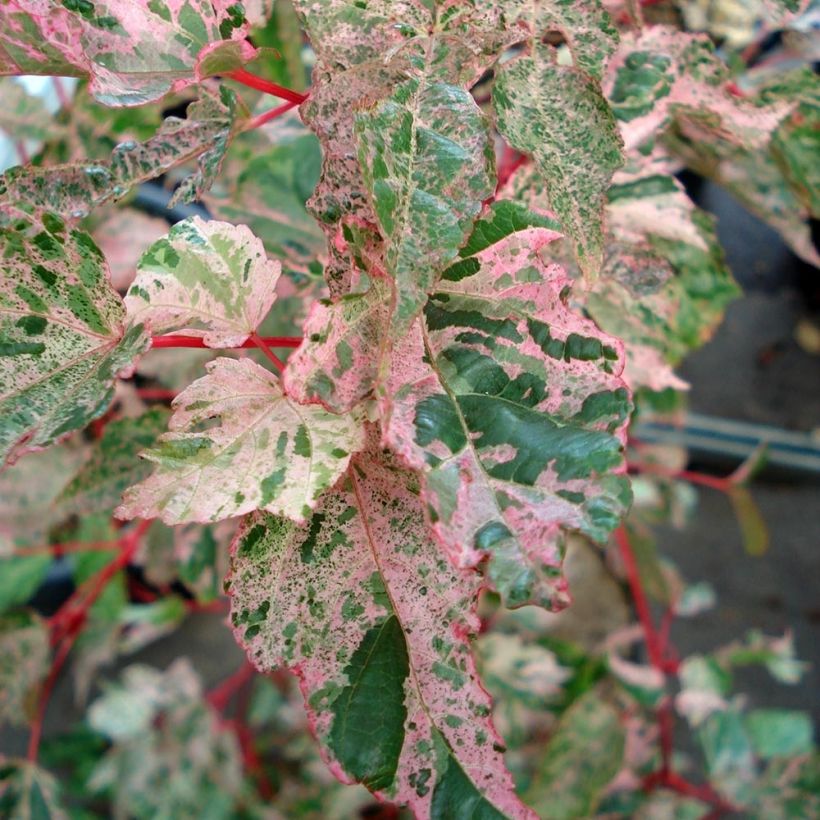 Acer conspicuum Red Flamingo - Slangenhuidesdoorn (Foliage)